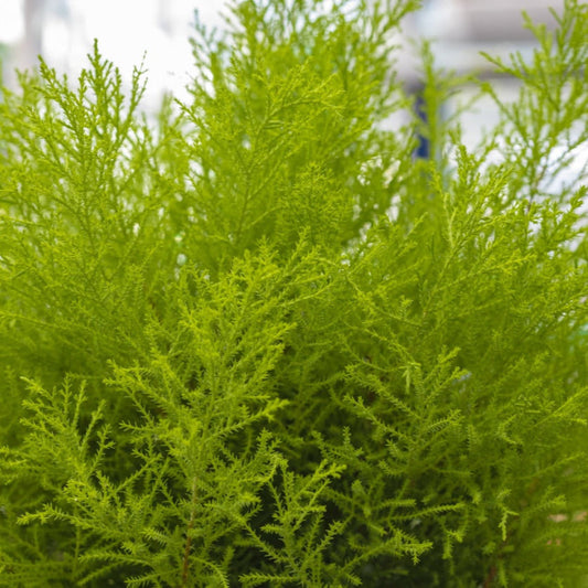 Wilma Goldcrest Lemon Cypress (Pet)