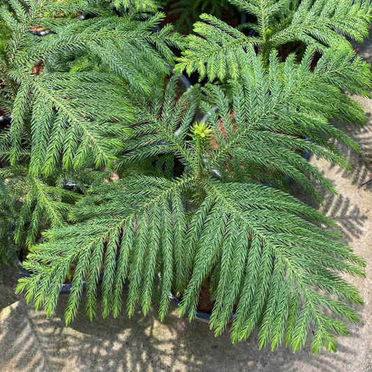 Norfolk Island Pine (Memorial)