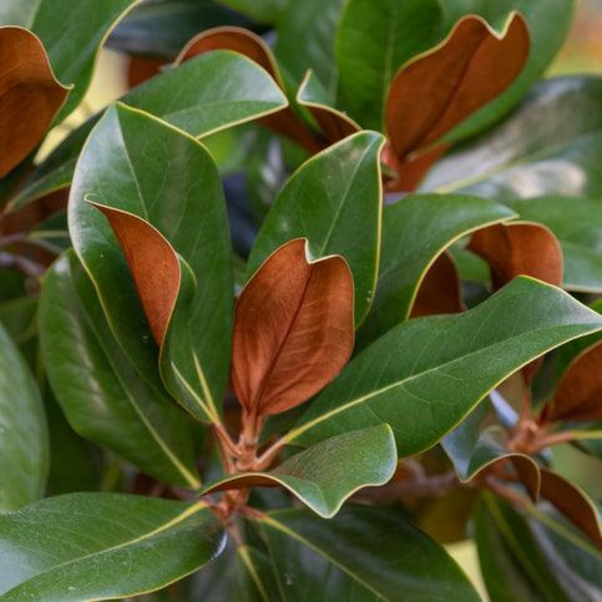 Teddy Bear® Southern Magnolia deep green foliage - dog loss, cat loss sympathy gift - living memorial tree kit to plant at home.