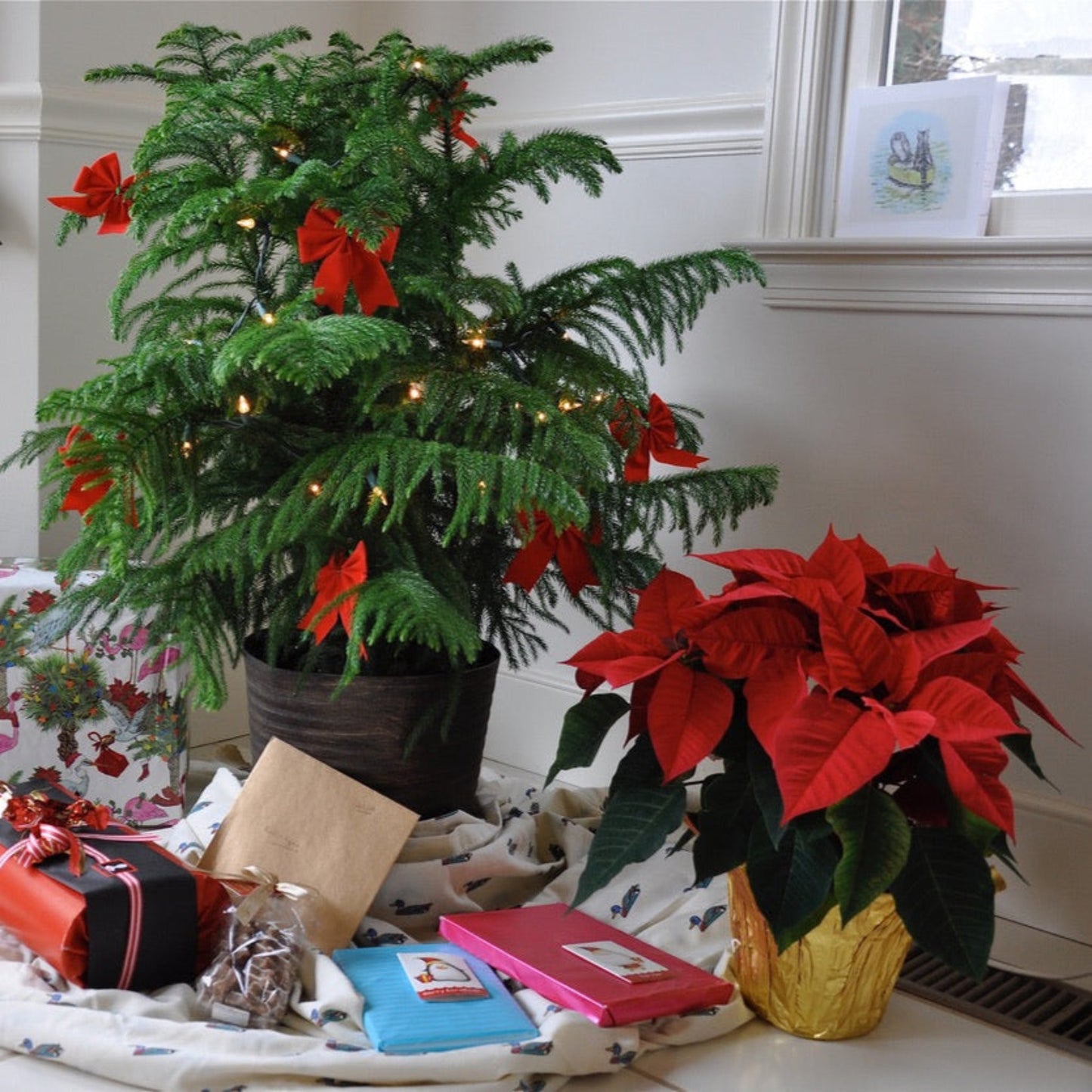 Norfolk Island Pine (Memorial)