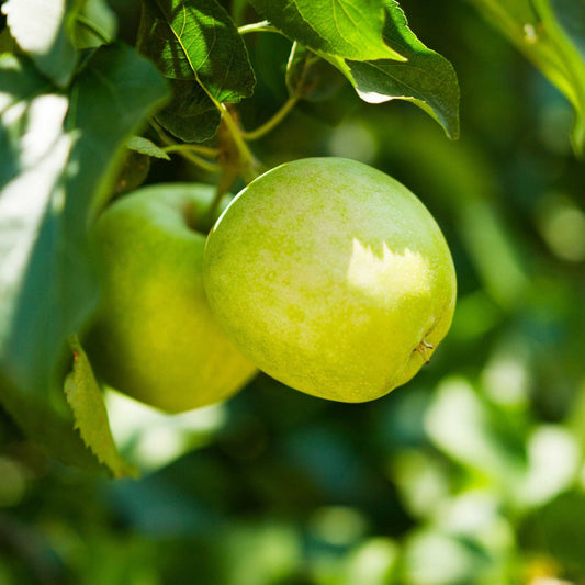 3-in-1 Apple Tree (Memorial)