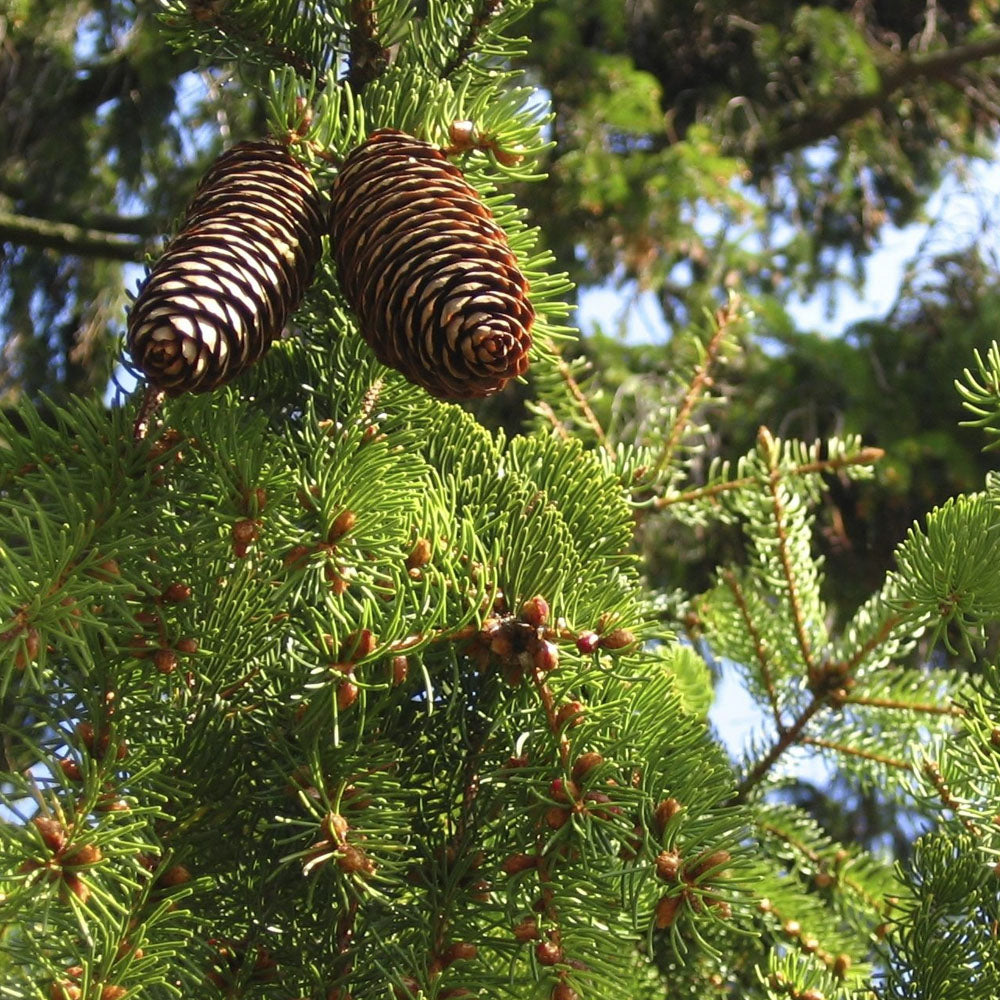 Close up of a Norway Spruce grown from a Treebute Kit in memory of a beloved pet - indoor or outdoor memorial tree planting.