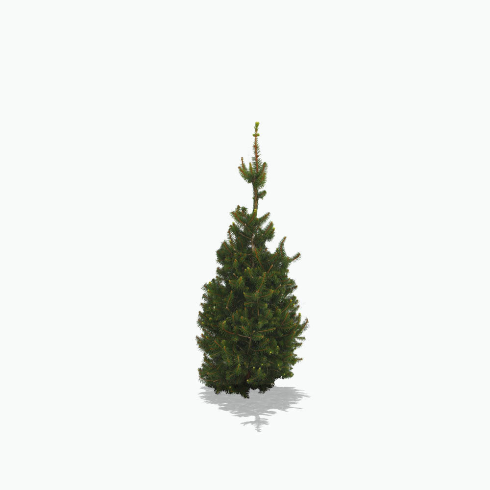 Stock image of a Norway Spruce tree. The perfect sympathy gift: Lasts Longer than Flowers.  Turn cremation ashes into a lasting tribute with Treebute Kits. Thoughtfully packaged, eco-friendly memorial planting kits for pets and people.  Plant love, watch it grow.
