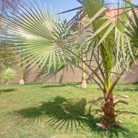 Dwarf Palmetto Tree (Memorial)