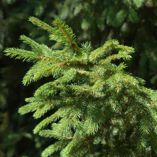 Norway Spruce Treebute is the perfect sympathy gift: Lasts Longer than Flowers.  Turn cremation ashes into a lasting tribute with Treebute Kits. Thoughtfully packaged, eco-friendly memorial planting kits for pets and people.  Plant love, watch it grow.