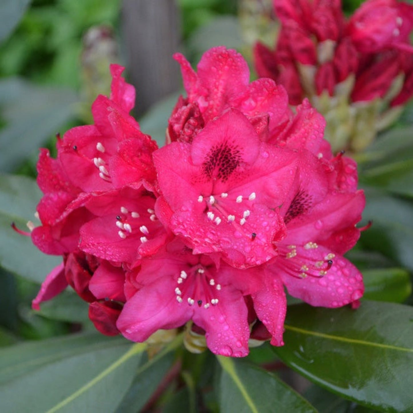 Nova Zembla Rhododendron (Memorial)