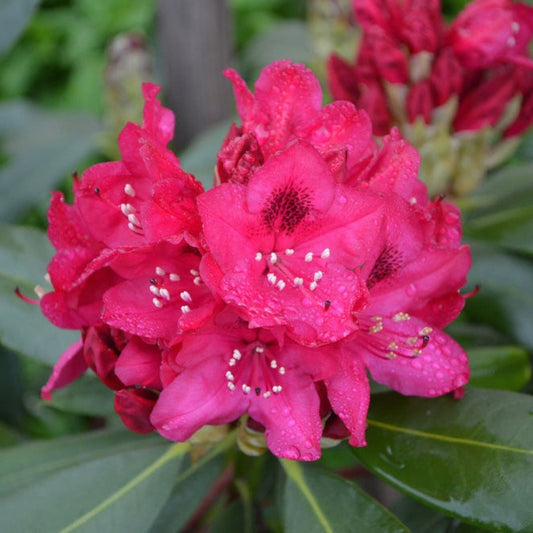 Nova Zembla Rhododendron (Memorial)