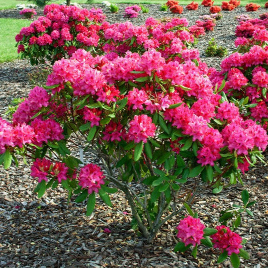 Nova Zembla Rhododendron (Memorial)