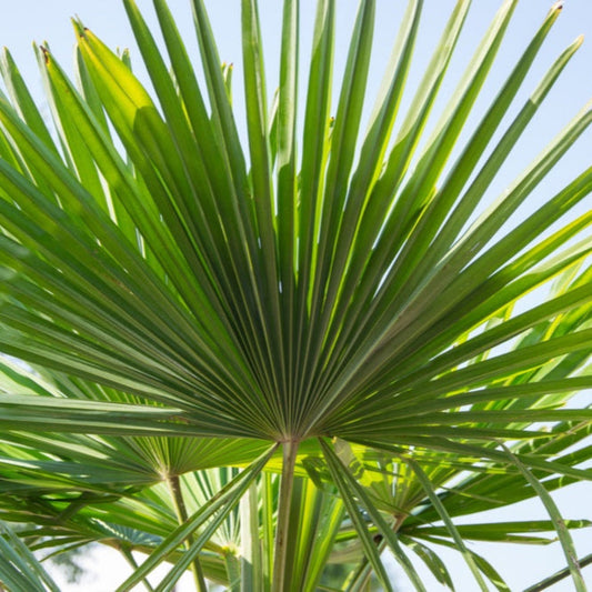 Dwarf Palmetto Tree (Memorial)