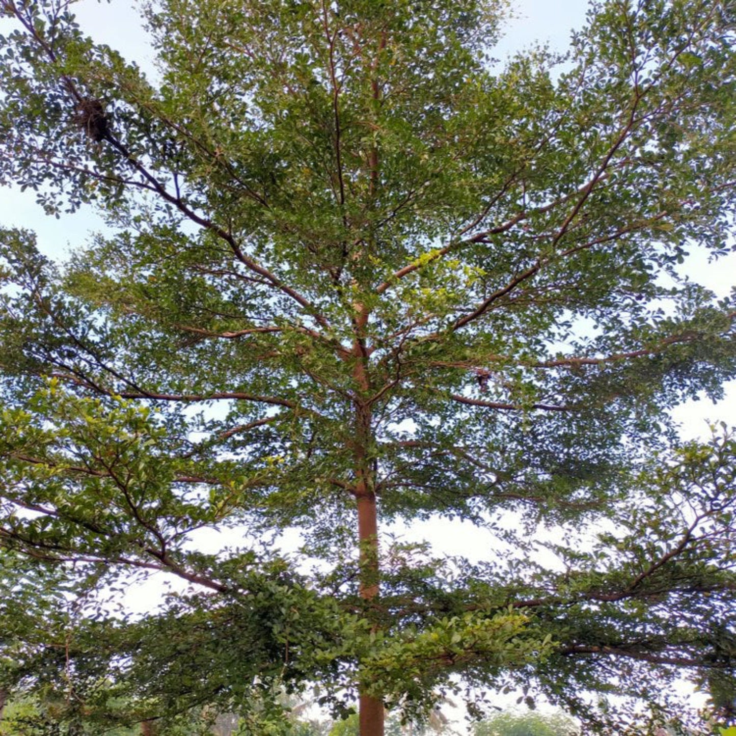 Black Olive Tree (Memorial)