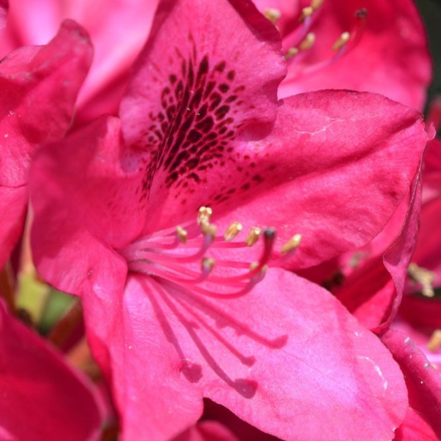 Nova Zembla Rhododendron (Memorial)