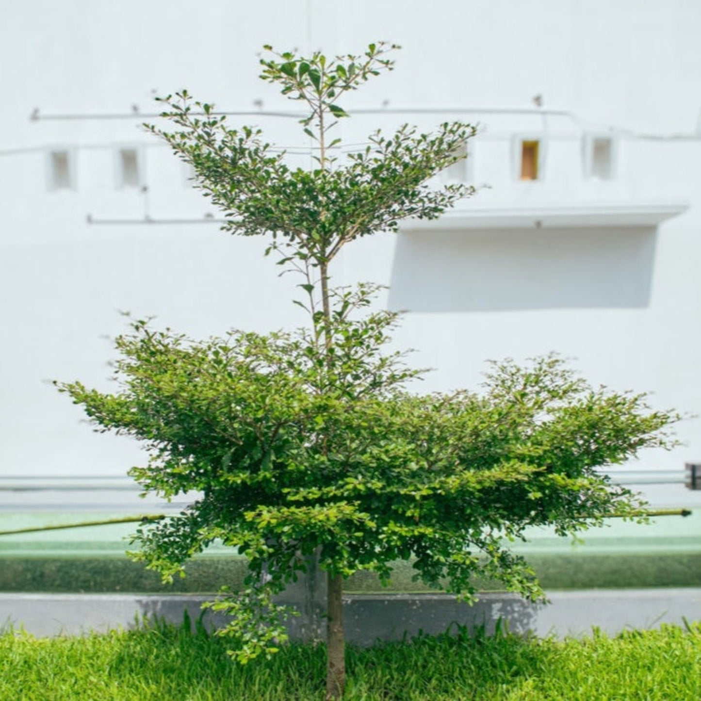 Black Olive Tree (Memorial)