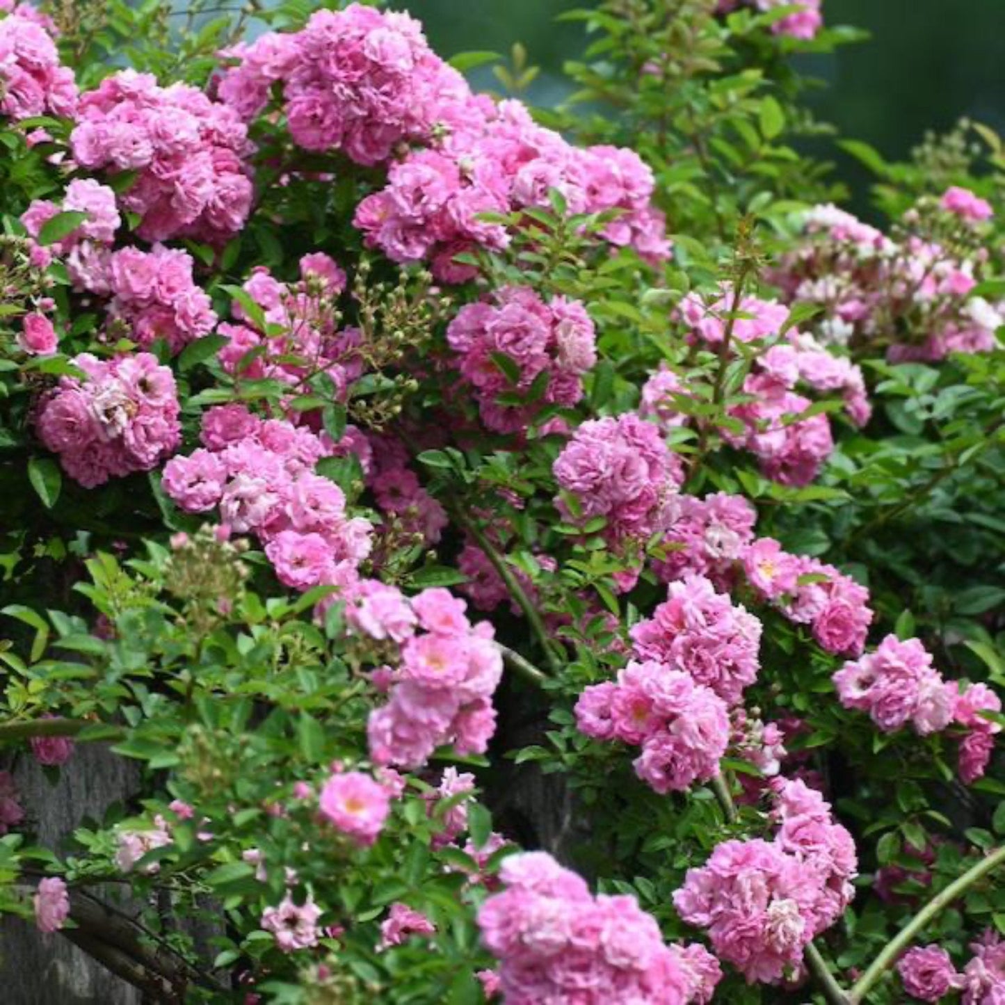 Peggy Martin Climbing Rose (Memorial)