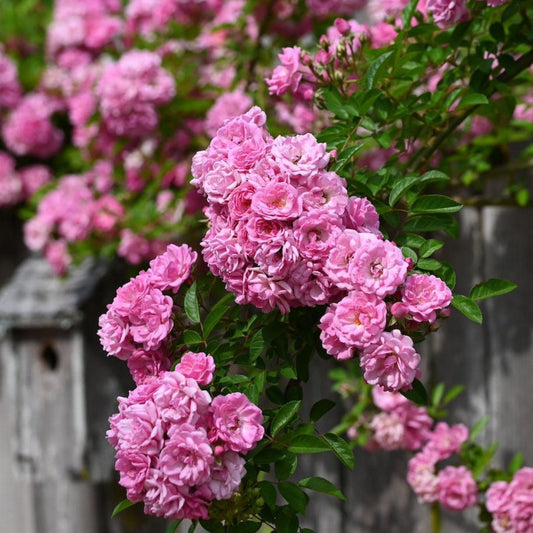 Peggy Martin Climbing Rose (Memorial)