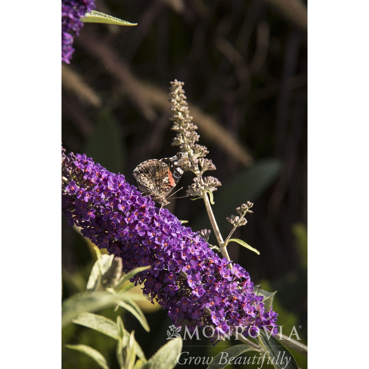 Black Knight Butterfly Bush (Memorial)