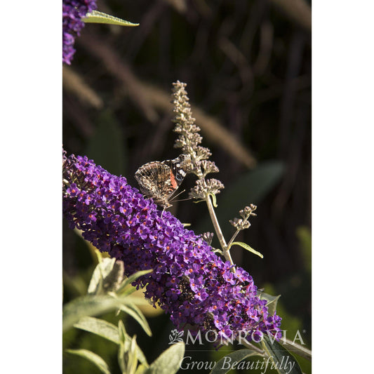 Black Knight Butterfly Bush (Memorial)