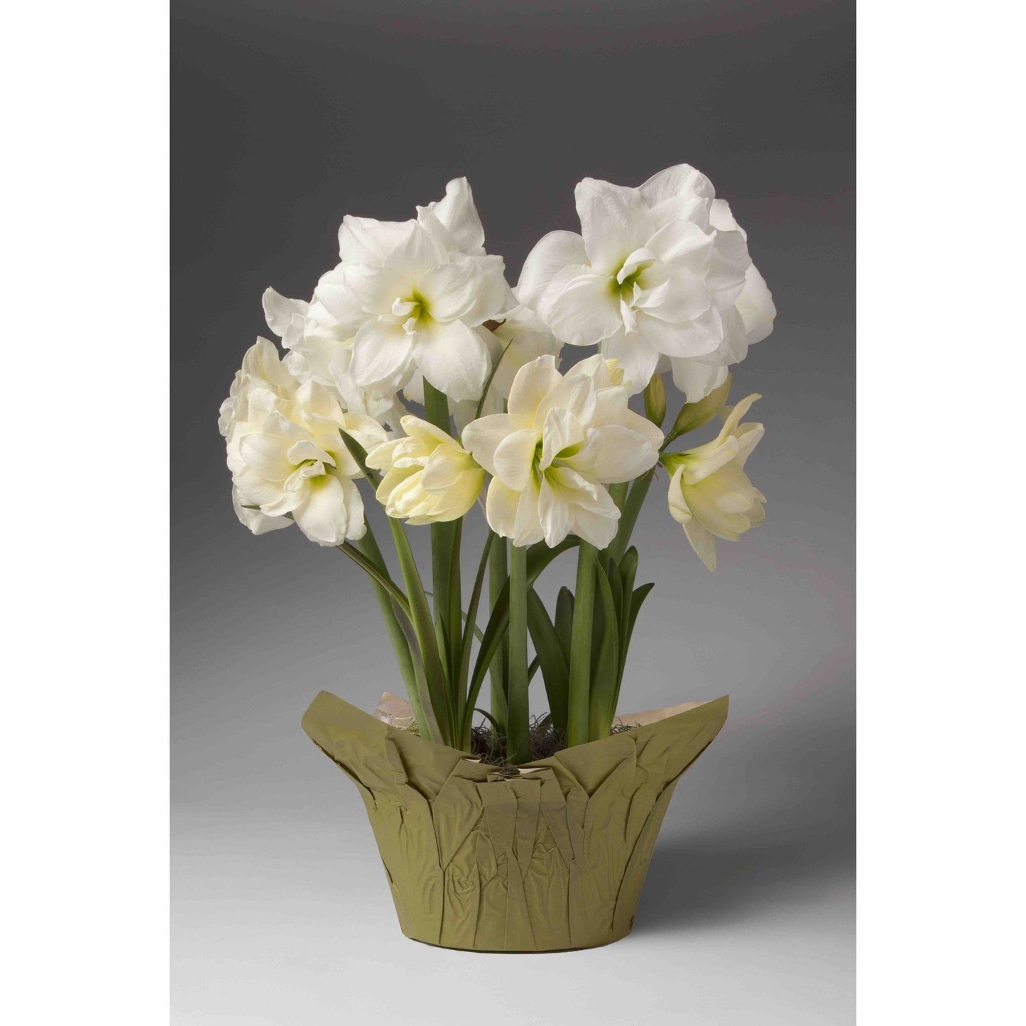 Double White Trio Amaryllis (Pet)