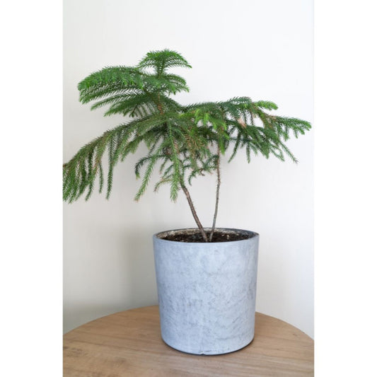 Norfolk Island Pine (Memorial)