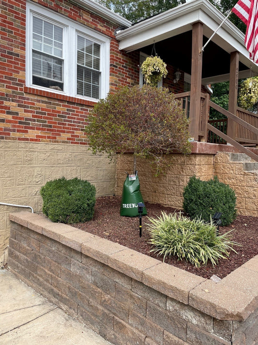 Memorial tree planted in small garden bed outside a home with a porch and flag