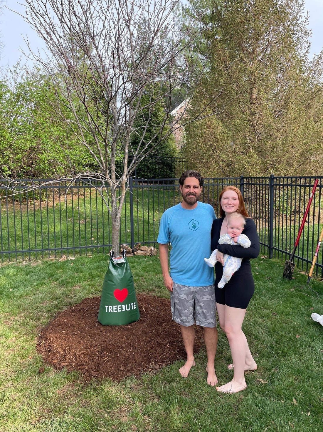 Treebute Plants Eastern Redbud “Trees with Heart"