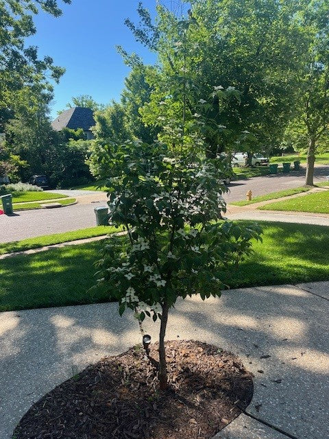 Beautiful dogwood memorial tree gift blooming in remebrance of the recipient's father - planted in her yard and gifted with love from 14 friends together as a loving expression of comfort during a time of grief