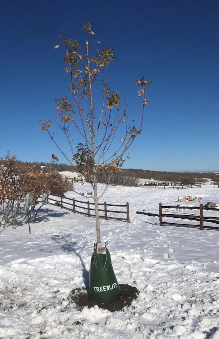 The Heartfelt Tribute of an 'Autumn Blaze' Maple