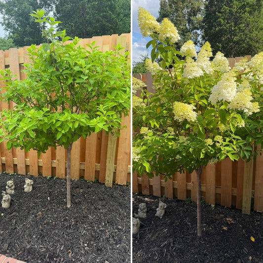 A flowering hydrangea memorial tree planted in memory of a father 