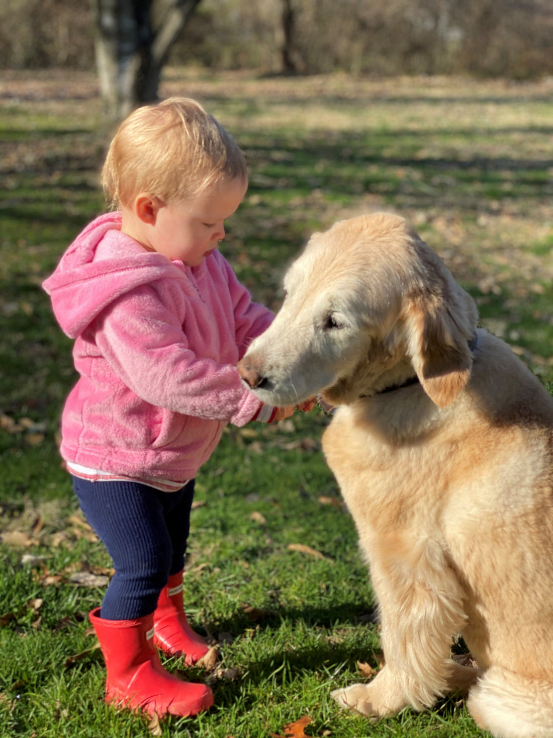 Leading Pet Memorial Trends in 2025