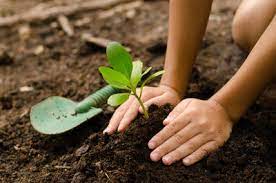 Planting a Memorial Tree with Cremation Ashes