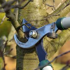 The Importance of Pruning Trees