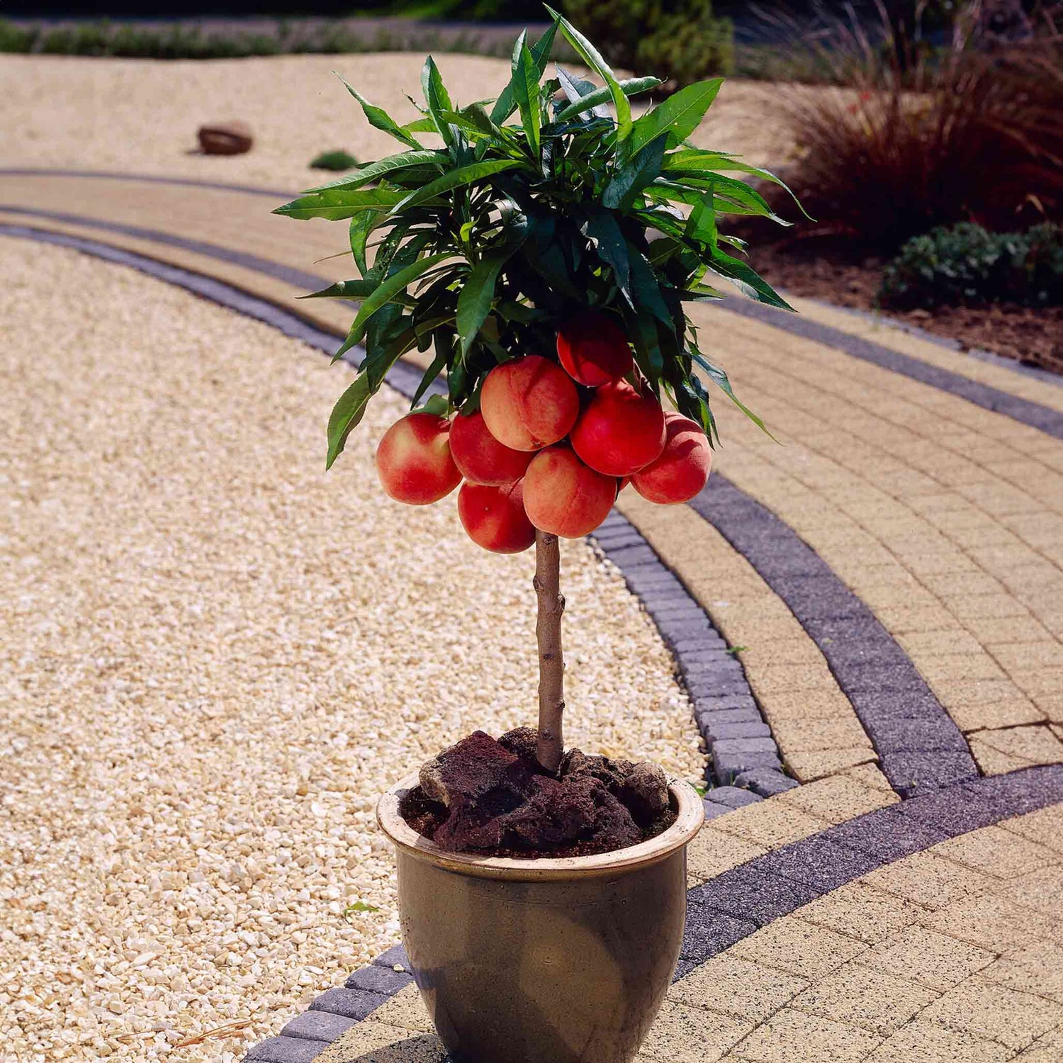 Patio and Balcony Memorial Trees