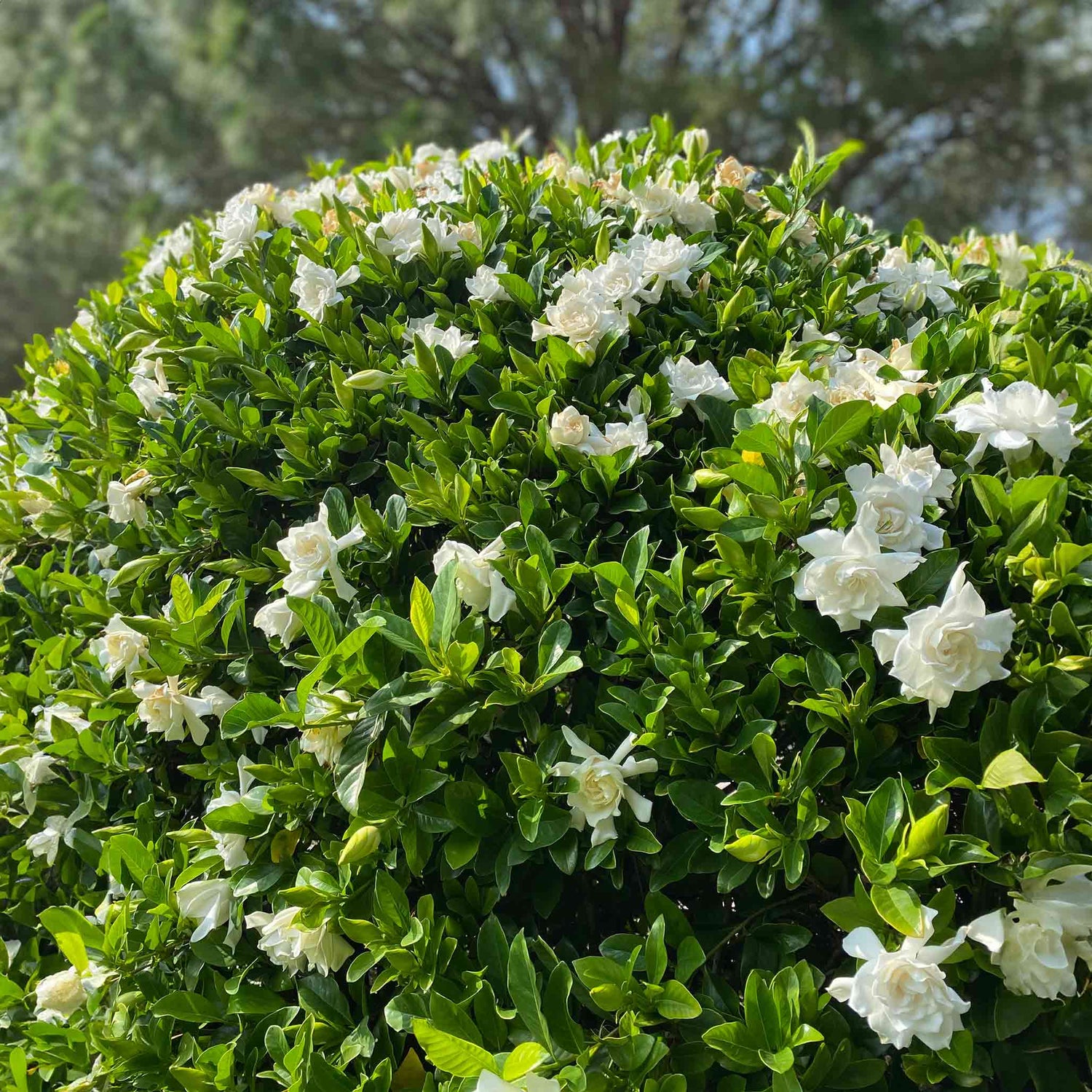 Flowering Shrub Memorial Plants