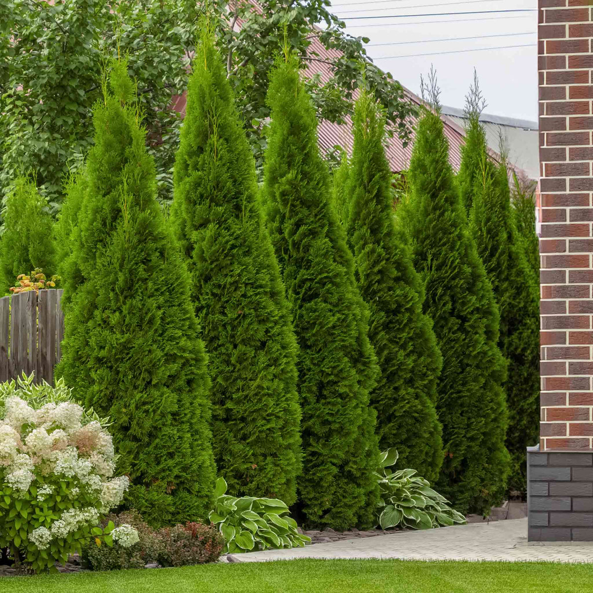 Evergreen Trees
