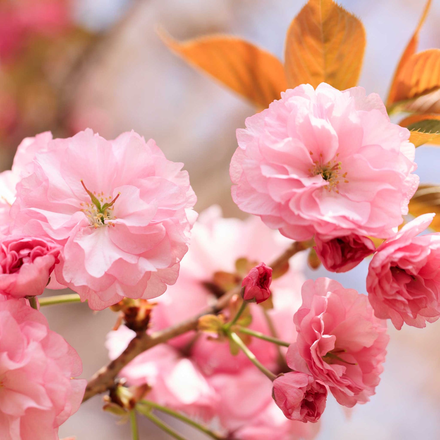 Flowering Memorial Trees