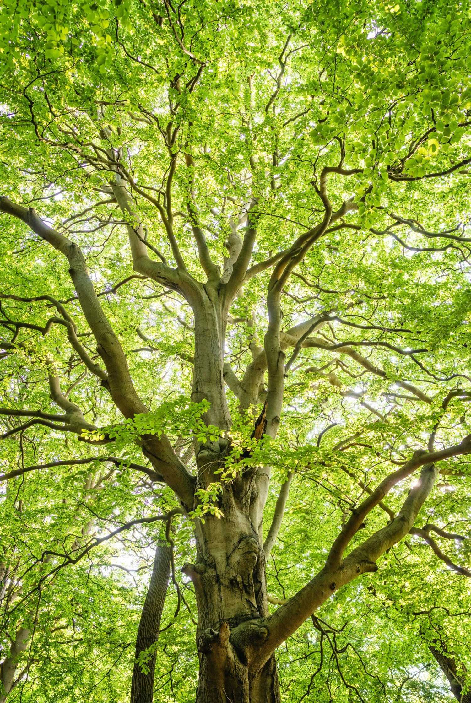 Shade Memorial Trees