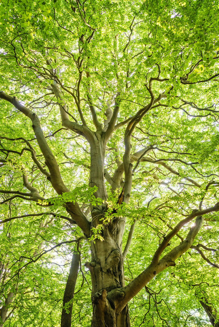 Shade Trees
