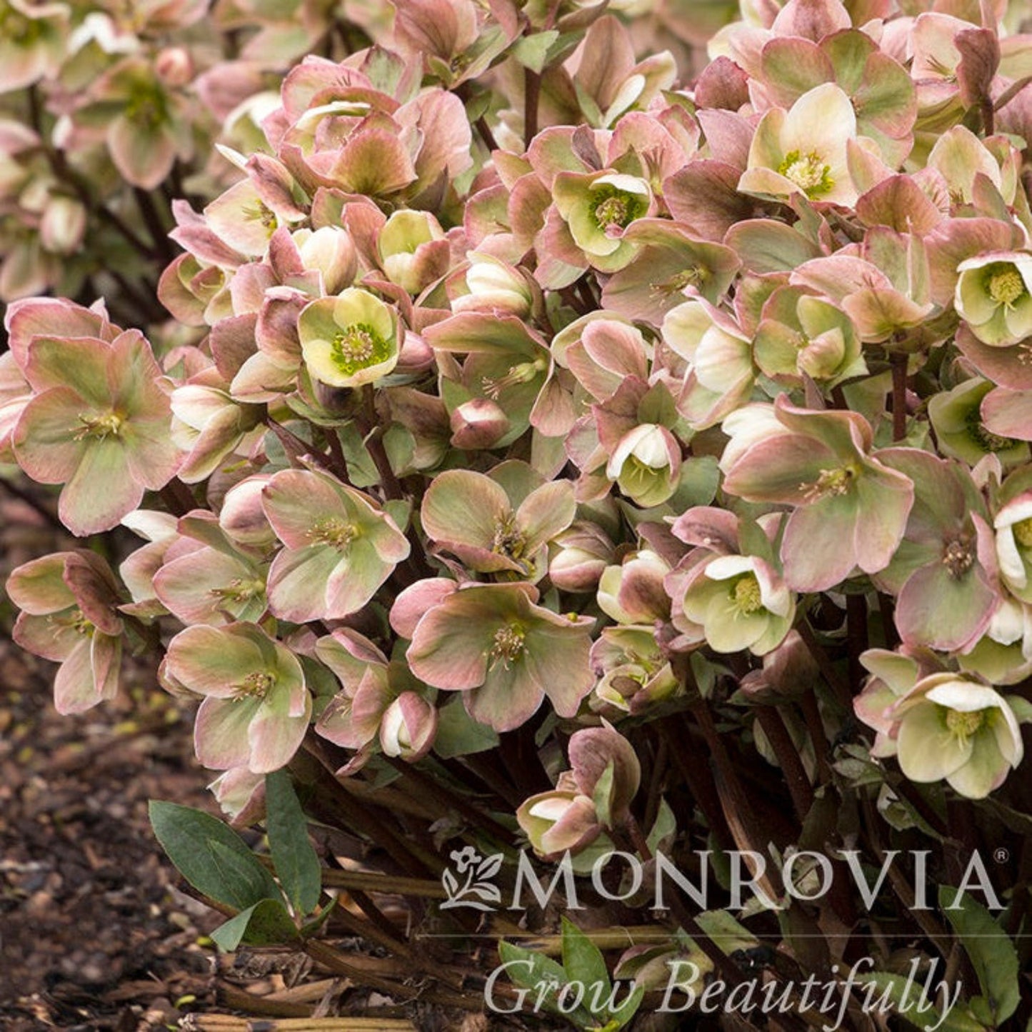 Ivory Prince Hellebore (Pet)