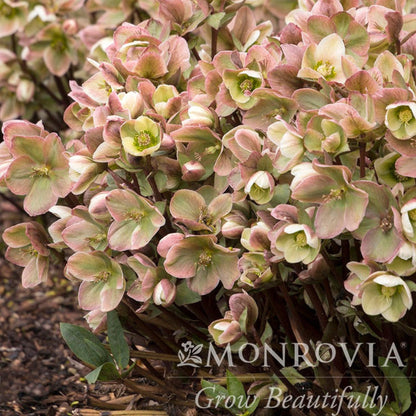 Ivory Prince Hellebore (Pet)