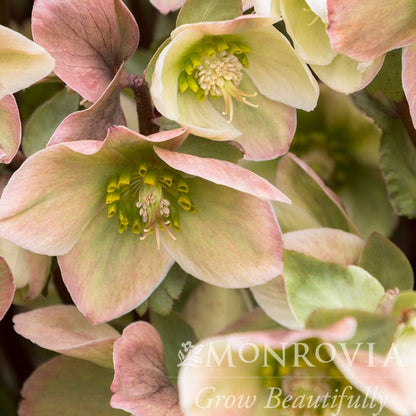 Ivory Prince Hellebore (Pet)