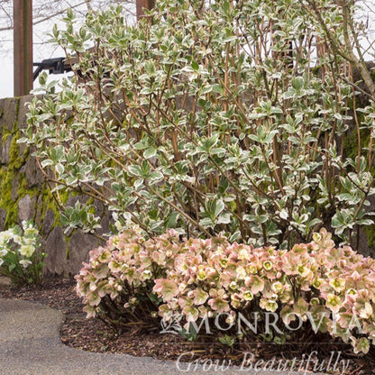 Ivory Prince Hellebore (Pet)