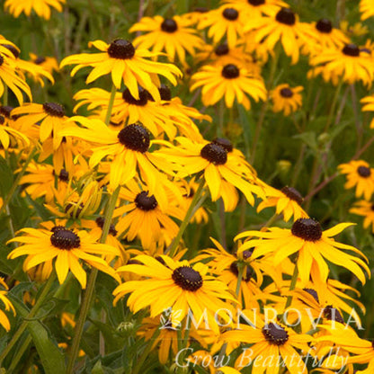 Goldsturm Black-Eyed Susan (Memorial)