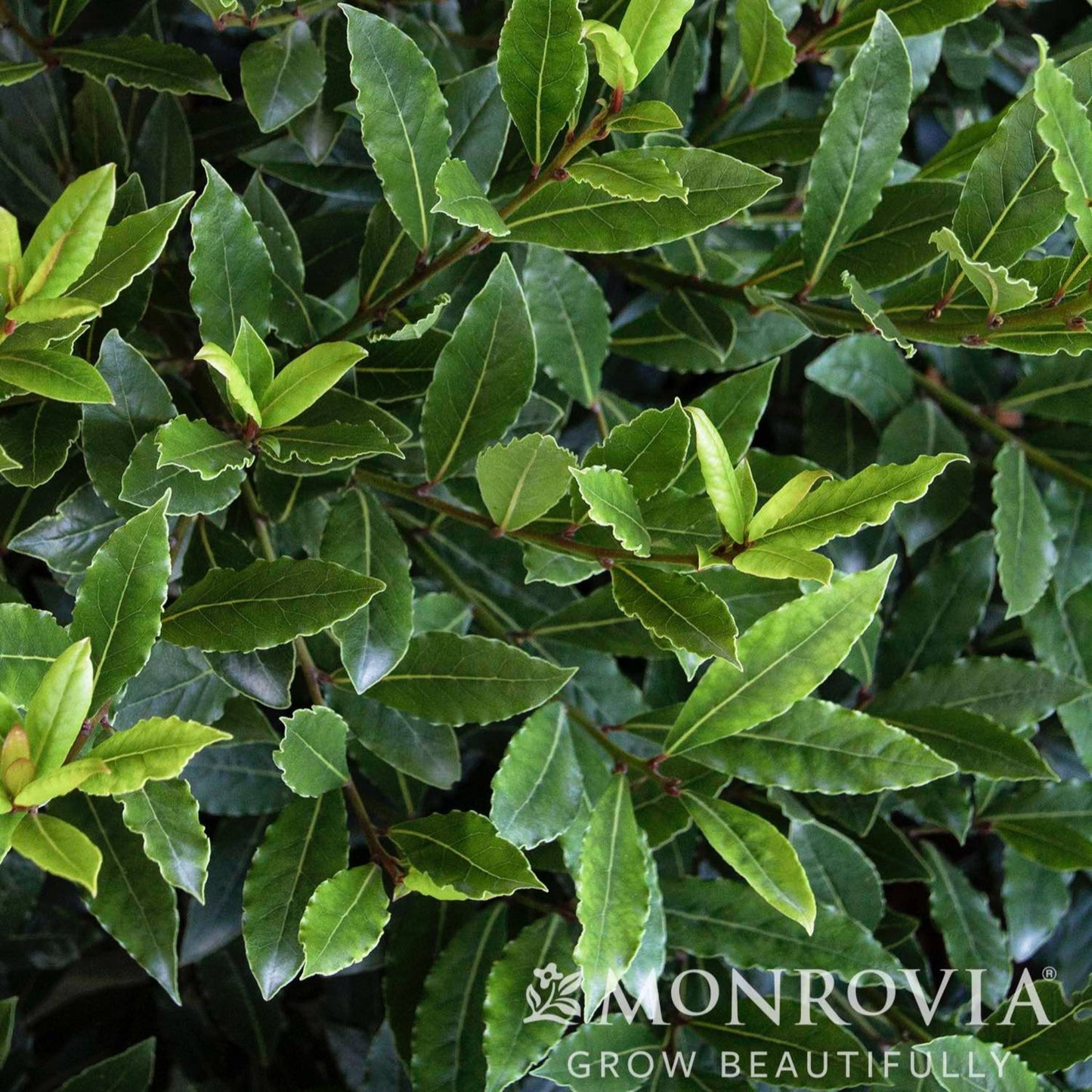 Little Ragu® Sweet Bay (Pet)