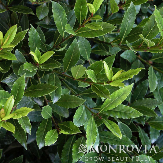 Little Ragu® Sweet Bay (Pet)