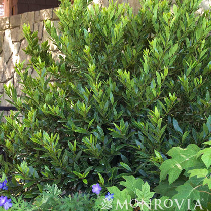 Little Ragu® Sweet Bay (Pet)