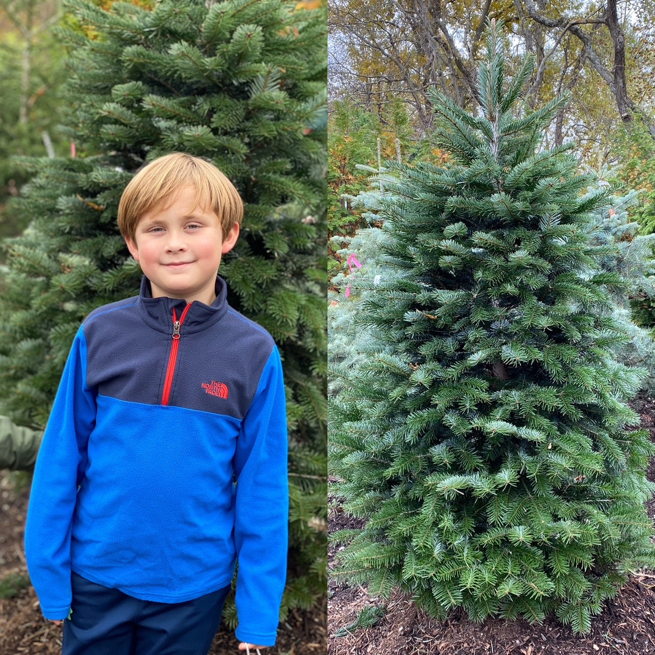 During the pandemic, his family gifted him a tree for Christmas when he was 8 years old. He picked the spot. They planted in their backyard together. Years later, hear what this evergreen tribute tree means to him.