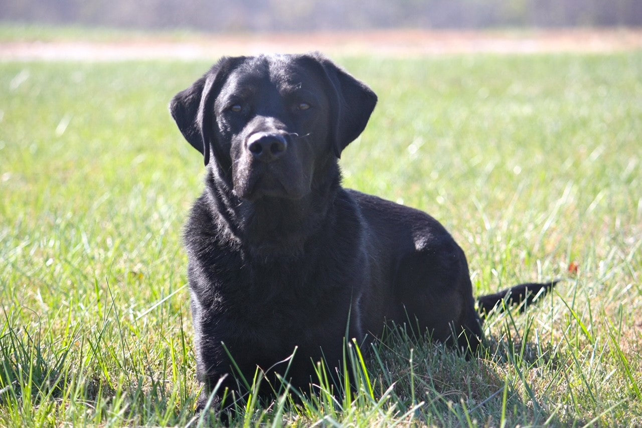 Load video: Honor your pet by planting a tree in their memory