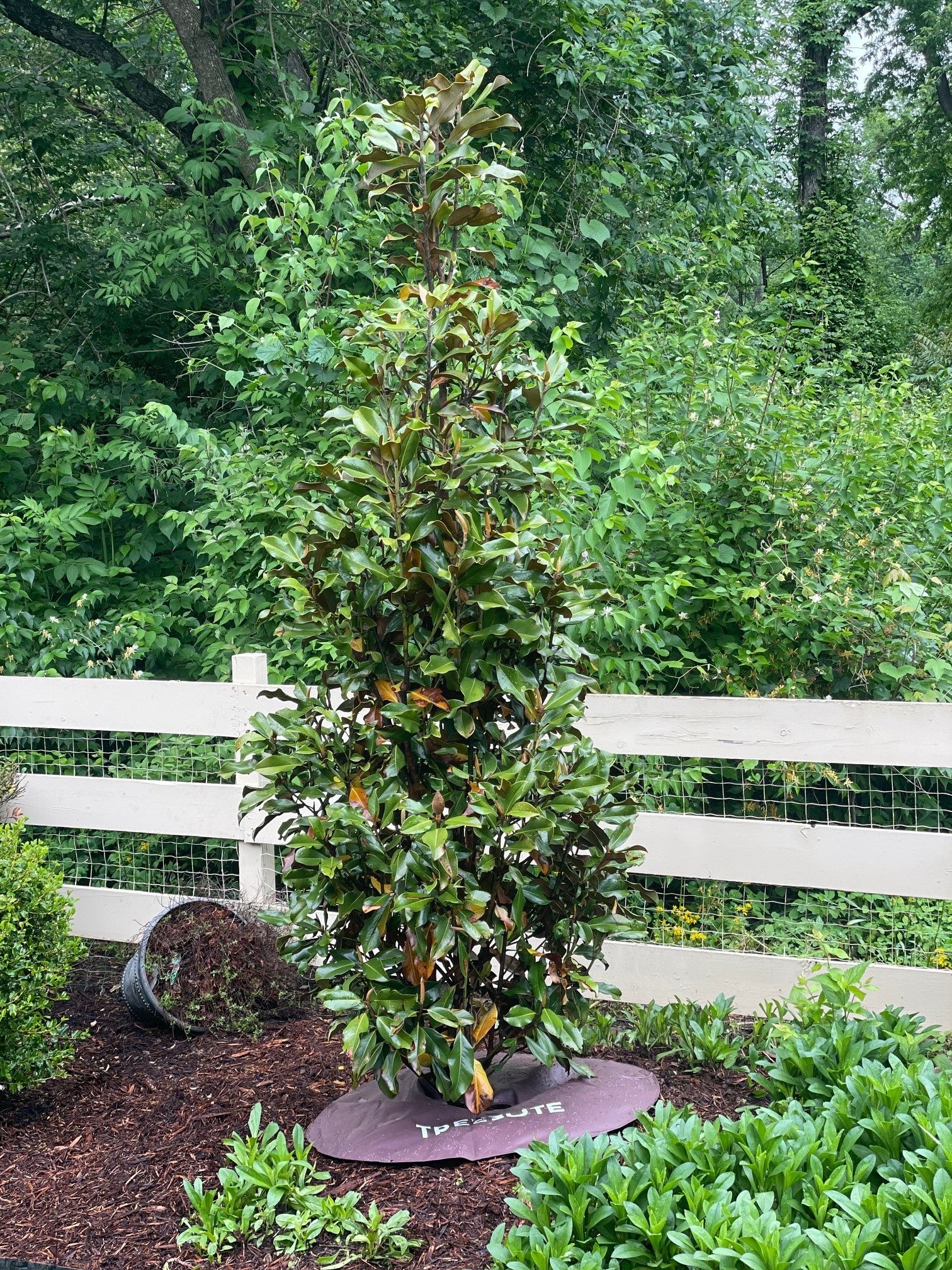 Tall green magnolia tree in a garden setting with a white fence and trees in the background