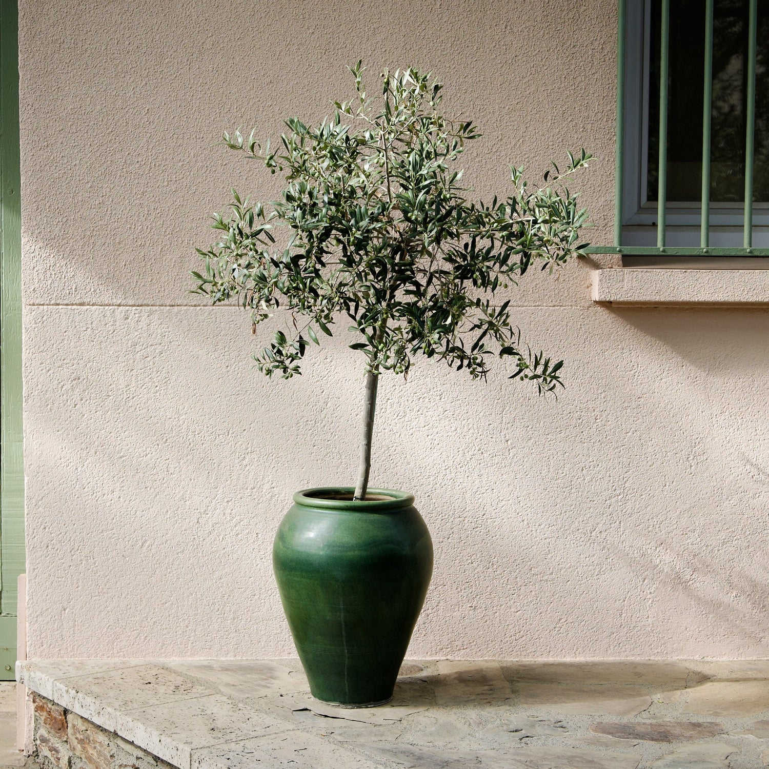 Treebute Kit Olive memorial tree honoring a loved one or pet enjoying a sunny patio in a green planter 