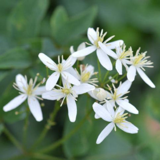 Armandii Snowdrift Clematis (Memorial)