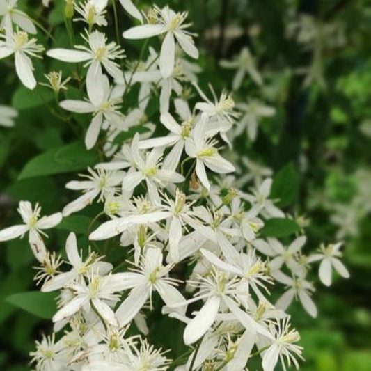 Armandii Snowdrift Clematis (Memorial)